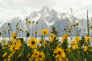 The National Park Collection