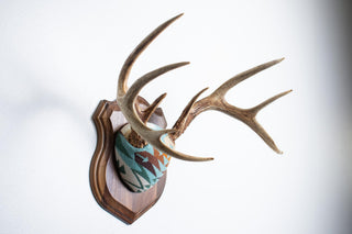 Whitetail Deer Antler Mount Tucson Aqua