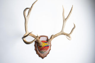 Mule Deer Antler Mount Journey West Copper