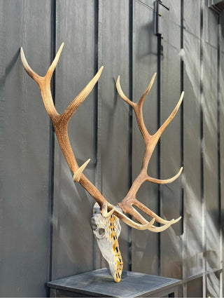 Upholstered Replica Elk Skull Euro Mount Rancho Arroyo